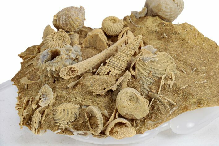 Miniature Fossil Cluster (Ammonites, Scaphopod) - France #270524